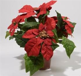 Silk Poinsettia in Pot Christmas Red 27cm £5.99 Click to visit Chessington Garden Centre