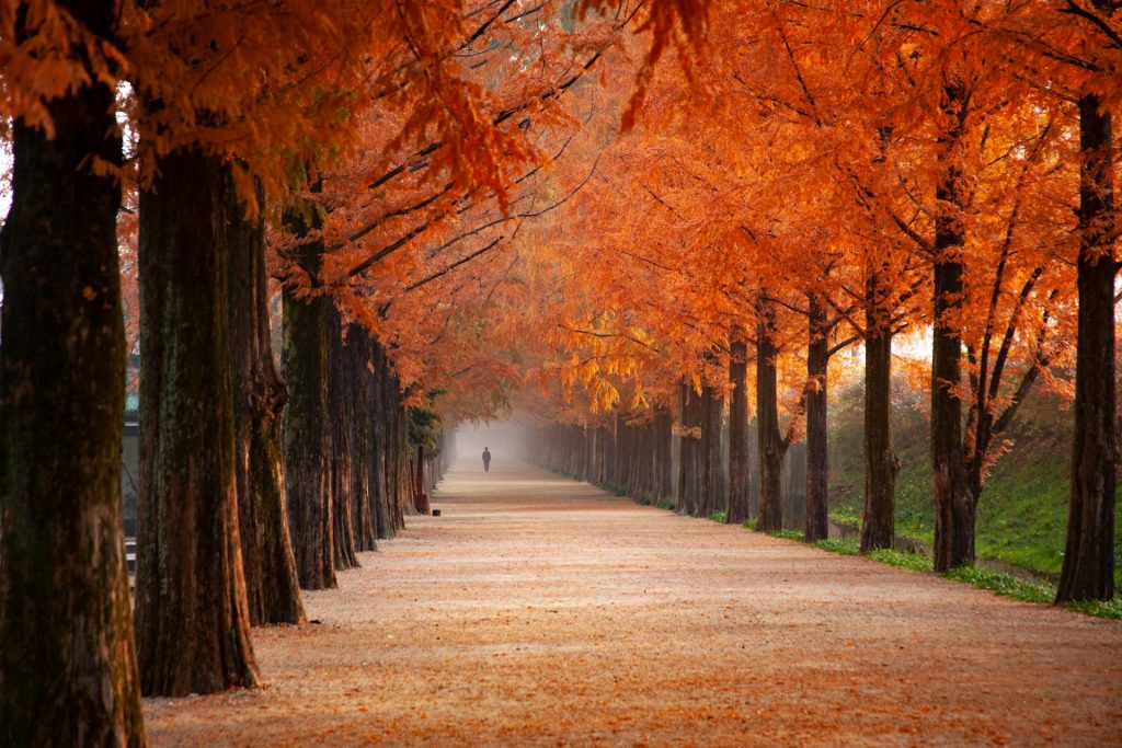 A tree lined forrest in autumn with golden leaves