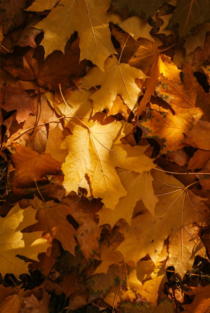 A picture of Autumn leaves.